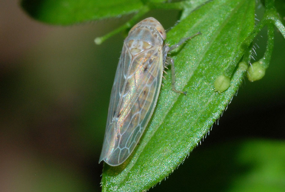 Cicadellidae da determinare....varie specie